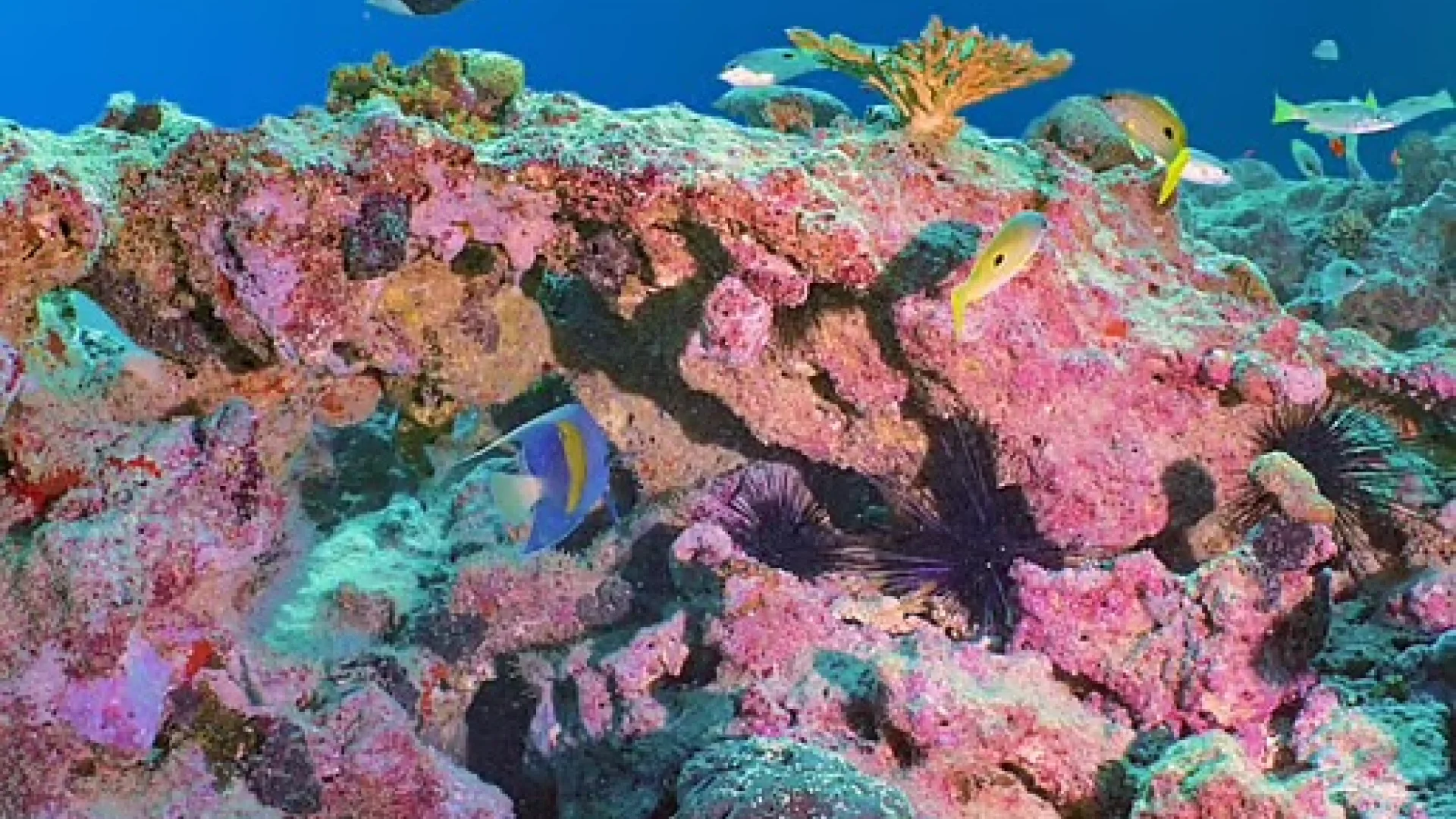 Korallen in den VAE: Hoffnung im warmen Meer | Die Geissens Real Estate | Luxus Immobilien mit Carmen und Robert Geiss – Die Geissens in Dubai